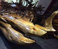金絲楠：中華傳統文化的重要載體